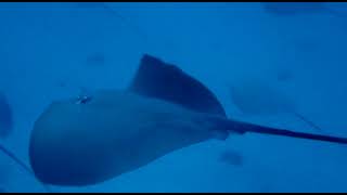 മാലിദ്വീപിലെ Stingrays | Maldives #shortvideo #viral #stingray #maldives #scubadiving #underwater