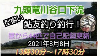 2021年8月8日九頭竜川谷口下流鮎爆釣！昼から４時間で４４匹‼️