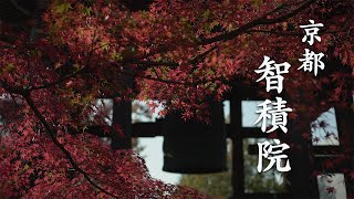 京都 智積院紅葉2021 | MOZA AirCross3 | α7SIII | SEL20F18G | SEL55F18Z | GImbal | 京都紅葉スポット