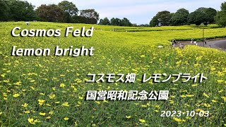 キバナコスモス『レモンブライト』が見頃　国営昭和記念公園2023 10 03