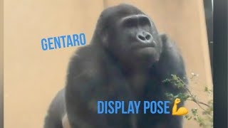 “Gorilla”Gentaro in display pose🦍 to show his strength and gently touch through the glass🩷