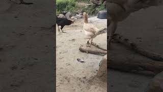 ஓய்வு எடுக்க மனிதர்கள் கைலாம் போறங்களா😀😀😀🐔🐔🐔 #kozhi_koothugal  #saamiyar #funnyvideo