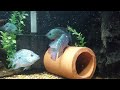 carpintis cichlids