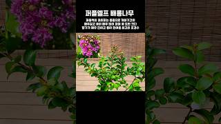 퍼플엘프 배롱나무 #진미플라워 #식물키우기 #노지월동 #정동원 #추억의소야곡 #flowers #garden #gardening #shorts