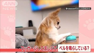 「やめないで！」　手を止めると“チーン”　かしこいチワワちゃんの“狙い”とは？【羽鳥慎一モーニングショー】(2024年3月21日)