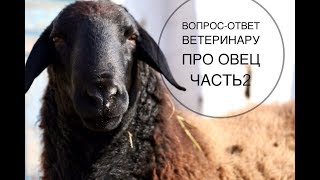 Про уколы, витамины, болезни овец.Ветеринар отвечает на Ваши вопросы ( часть 2)