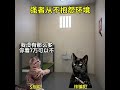 姨我都这样了，放过我吧 万万想不到 猫meme 猫meme小剧场