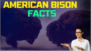 american bison facts documentary