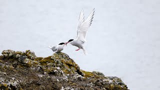 Birds in Iceland - CALLS in the End!!