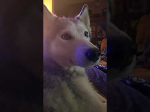 Husky is having convo with human Husky is having convo with human