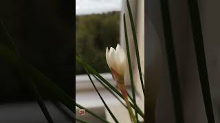 Zephyranthes candida. Зефирантес белый, цветок Зефира