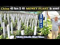 China भी फेल है मेरे MONEY PLANT के सामने 6.5 फीट लंबा लंबा या घना White Mostic मनी प्लांट