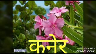 2_Easiest method of growing oleander plant(कनेर का पौधा लगाने का सरल तरीका)