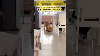 主人的肉不小心掉地上，金毛狗狗祟祟的 #funny #laugh #dog #狗