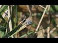 나비도감 네발나비 줄점팔랑나비 물결부전나비 남방부전나비 한국의 나비 korea butterfly