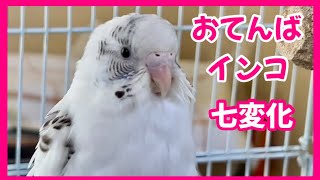 【おてんばインコ】拗ねる・威嚇・甘える・ツンデレなど・・七変化するインコ