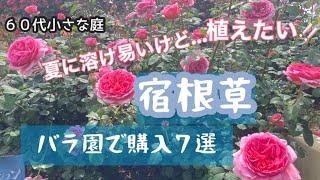 [ガーデニング]バラ園に行って購入したこれから花が咲く宿根草