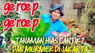 GERCEP2‼️TANAMAN HIAS CANTIK2 DAN MURMER DI JAKARTA