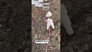 お散歩 #マルプー #北海道 #犬 #dog #犬のいる暮らし #いぬ #cutedog #lovedog #お散歩