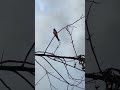 Barn swallow at dusk.