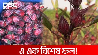 রোজেলার কেজি ৪ হাজার টাকা | DBC NEWS Special