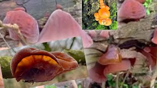 เก็บเห็ดหูหนู Wood ear mushroom อังกฤษ, UK 🇬🇧