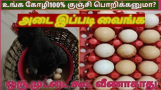 நாட்டுக்கோழி அடை வைக்க சரியான முறை இதுதான்/chicken egg hatching best methods...