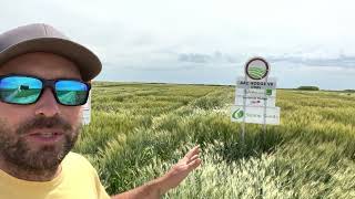 Hard red spring wheat yield trials, how to pick the best wheat seed variety for 2023