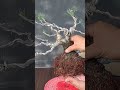 bonsai beauty agoho casuarina equisetifolia trending viral shorts short bonsai bonsaiwork