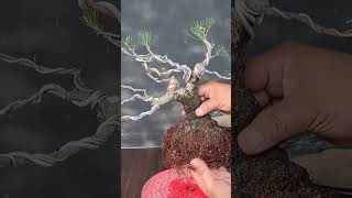 Bonsai Beauty (AGOHO/Casuarina Equisetifolia)  #trending #viral #shorts #short #bonsai #bonsaiwork