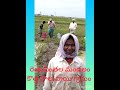 pady  | palnadu DT, Rentachintala MD, kotha Paluvay Po. #tranding #agriculture #youtube vedios #