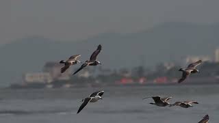 日本の風景　kuni-hiro編集　海峡大橋の見える海浜公園