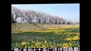 諏訪市の上川河川敷のスイセンと桜　2014