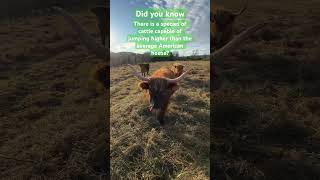 Jumping Cattle on Our Planet