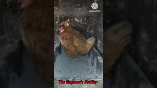 कोंबडी अंडे देताना | Hen laying egg | Poultry farming