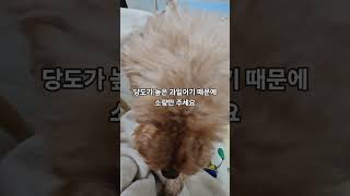 강아지 파인애플 급여 시 주의점 #주말의뚱자