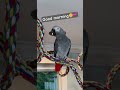 symon the talking parrot says hi🌞good morning💕 symontheafricangreyparrot talkingparrot cag