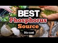 best natural phosphorus fertilizer / organic and no cost