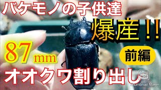 【奈良輪川西・爆産‼︎】87mmオオクワの子供達を割り出したら、驚きの結果に‼︎【前編】