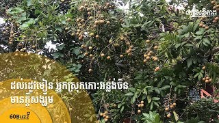 ដល់​រដូវ​មៀន អ្នកស្រុក​កោះអន្លង់ចិន​មាន​ក្ដី​សង្ឃឹម