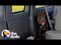 This Dog Looks Completely Normal Now | The Dodo