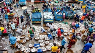 Thanjavur Fish 🐠 Wholesale Market‼️#seafood #fish #viralvideo #subscribe #support #viralshort