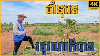 ដាំទុរេនក្នុងរដូវណាក៏បានដែរ !!