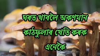 কাঠফুলাৰ খেতি# mashroom # কম খৰচৰ খেতি# good income # assamese culture 1# dipak saikia#