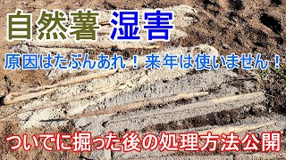 後半戦掘ったらまさかの湿害！【 自然薯 】掘った後の処理は飛ばして焼く！