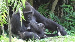 Baby gorilla \