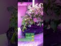 IDOO vs AEROGARDEN 🍅🍅