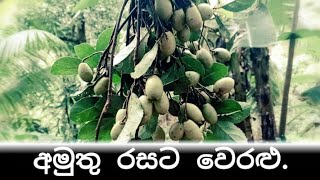 🍋🔥 අමුතු රසට වෙරළු අච්චරු | Veralu Achcharu Recipe 🇱🇰 | @ProtakolX