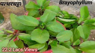 पत्थरचट्टा का पौधा | Patharchatta plant care | bryophyllum medicinal plant | पत्थरचट्टा औषधीय पौधा |