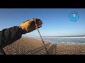 seal entangled in seal skin